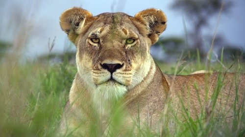 Serengeti scene 5
