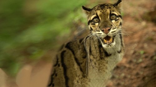 Wild Cats of India scene 2