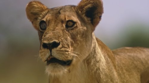 The Lions Rule scene 4