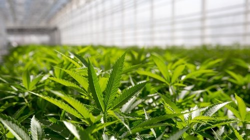 Pot Inc. scene 3