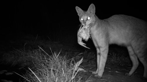 Wild Cats of India scene 5
