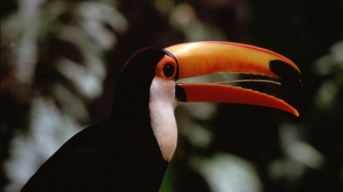 The Life of Birds scene 1