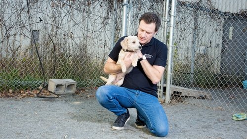 Animal Shelter scene 6