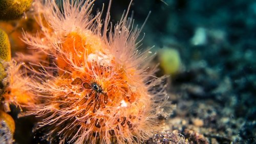 Wonders of the Ocean scene 8