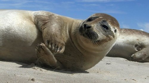 Wilde Ostsee scene 1