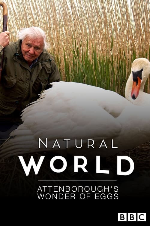 Poster for Attenborough's Wonder of Eggs