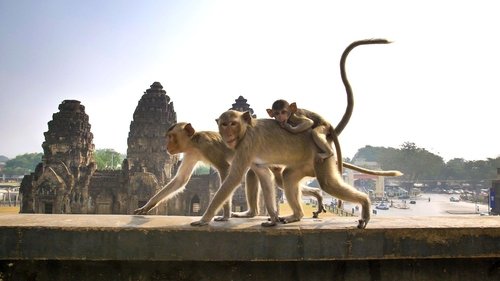 Cities: Nature's New Wild scene 7