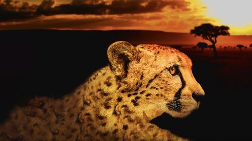 Africa's Deadliest scene 3