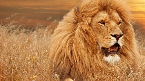 Timbavati: An Epic Cat Story scene 1