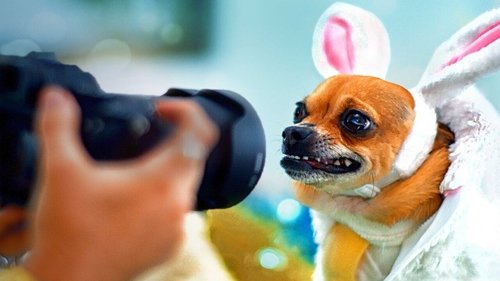 Pet Stars scene 2