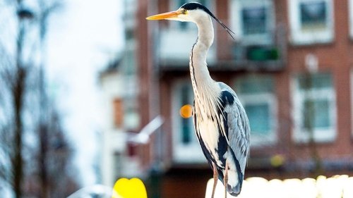 Cities: Nature's New Wild scene 3