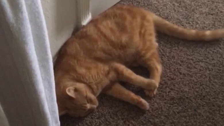 Backdrop image for movie The Adventures of Murphy the Cat #3