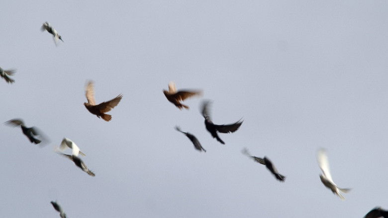 Backdrop image for movie Dovecotes of Kyiv