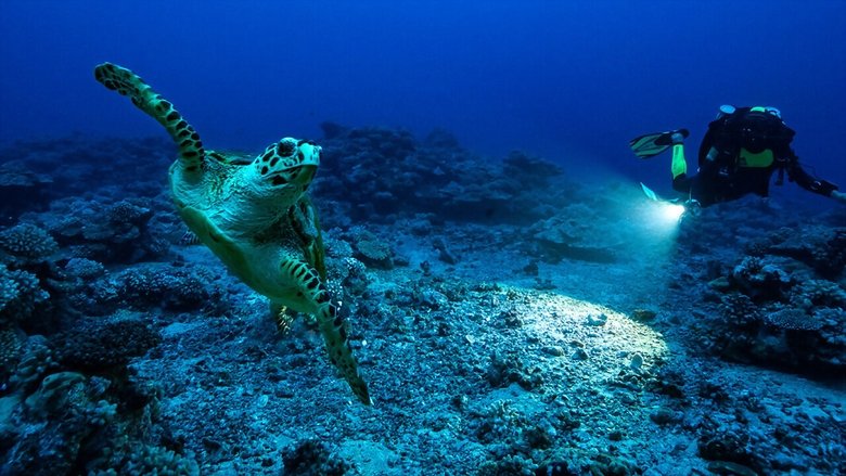 Backdrop image for movie Perpetual Planet: Heroes of the Oceans