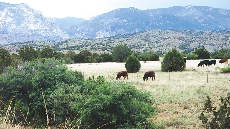 Backdrop image for movie Whose Home on the Range?