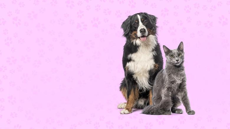 Backdrop image for movie Nos très chers animaux