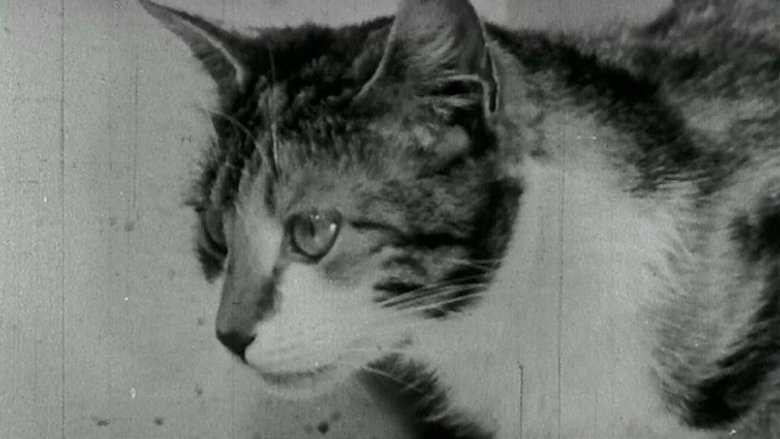 Backdrop image for movie Kitty Cleans Up