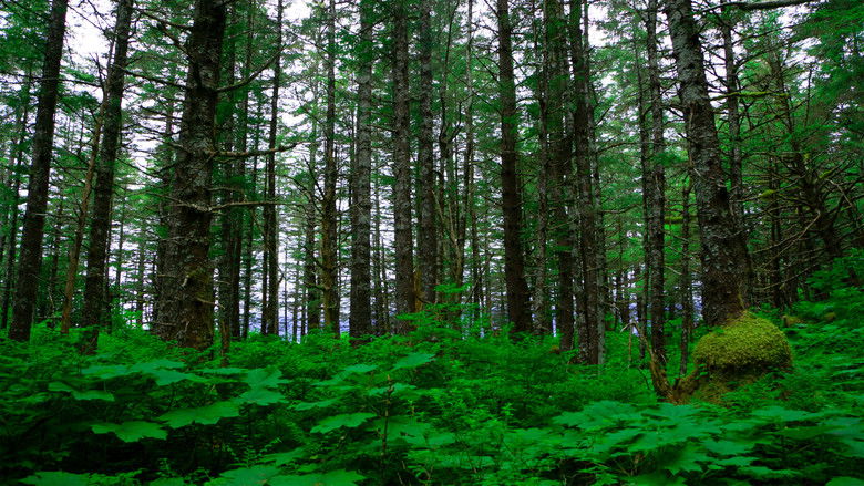 Backdrop image for movie A Dreamer's Search