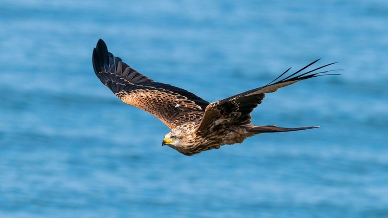 Backdrop image for movie Zugvögel - Ein Jahr vergeht im Flug