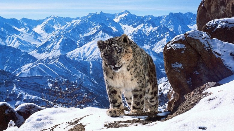 Backdrop image for movie Planète animale 2 : Survivre