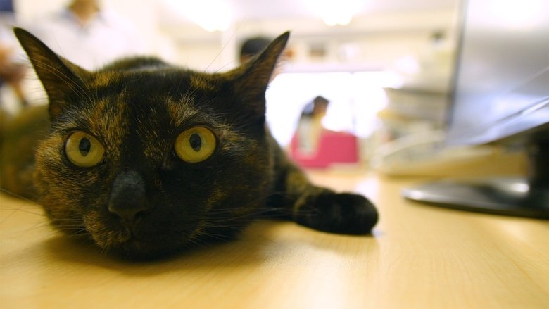 Backdrop image for movie Cat Nation