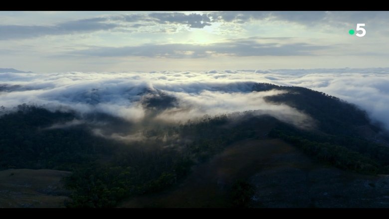 Backdrop image for movie Ivohiboro, la forêt oubliée