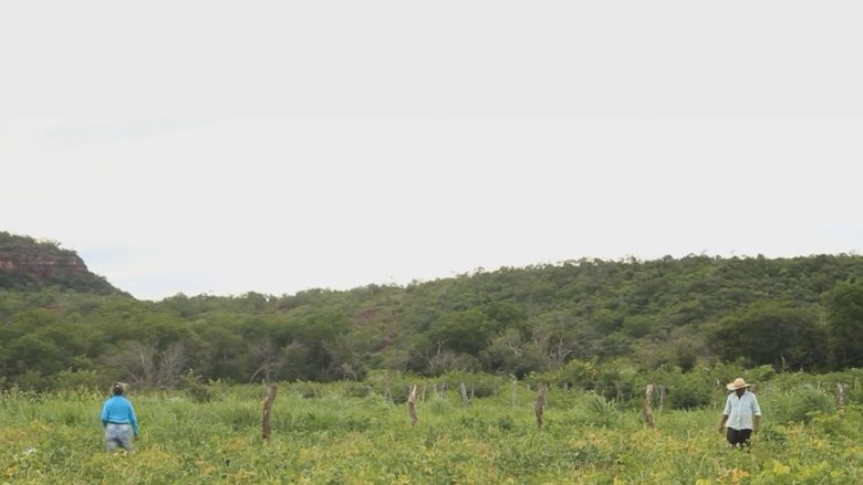 Backdrop image for movie Antonico: Por Onde Andam os Migrantes Nordestinos?