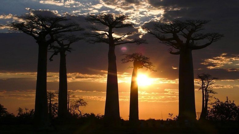 Backdrop image for movie Madagascar: Legends of Lemur Island