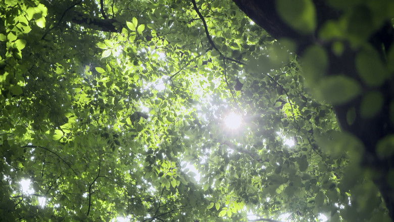 Backdrop image for movie Yellow Brick Road