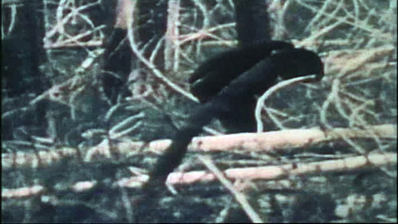 Backdrop image for movie The Legend of Bigfoot