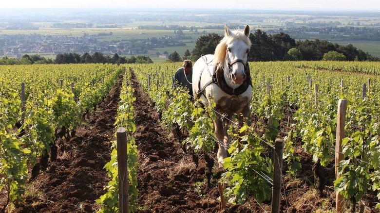 Backdrop image for movie Grand Cru