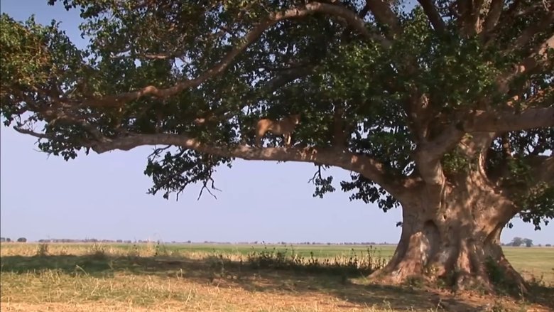 Backdrop image for movie The Lion Tree