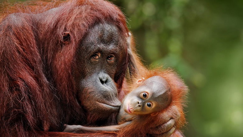 Backdrop image for movie Escape from Extinction
