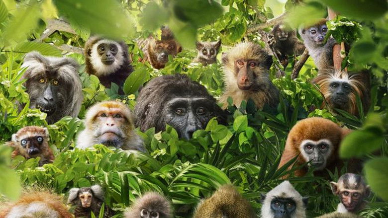 Backdrop image for movie Dans le secret des primates