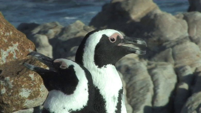 Backdrop image for movie The African Penguin