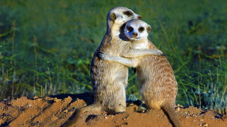 Backdrop image for movie Clan of the Meerkat