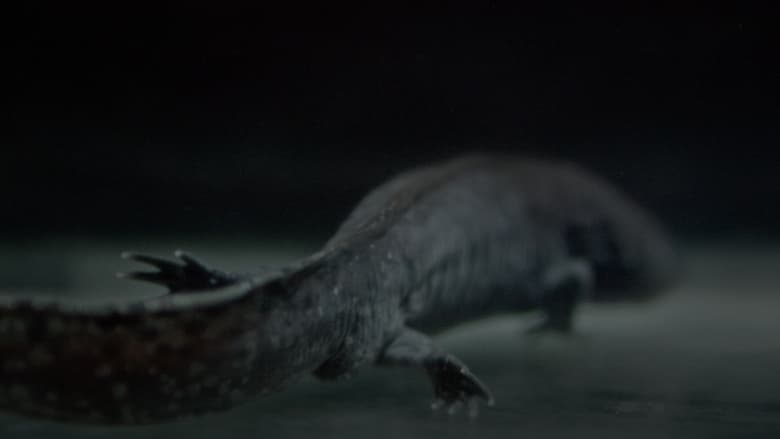 Backdrop image for movie Axolotl