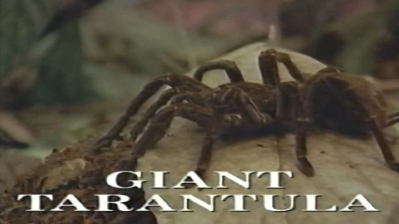 Backdrop image for movie Predators of the Wild: Giant Tarantula