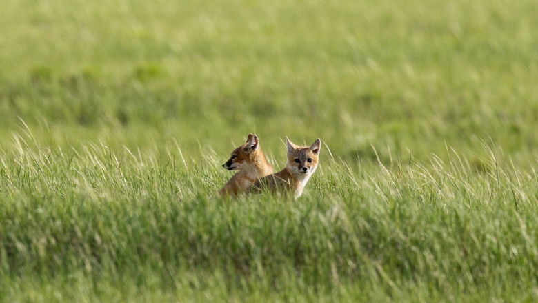 Backdrop image for movie The Return of Nóouhàh-Toka’na