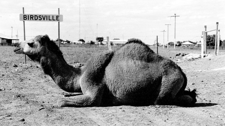 Backdrop image for movie Dead Heart