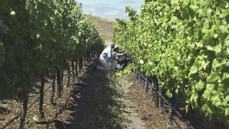 Backdrop image for movie Living Wine