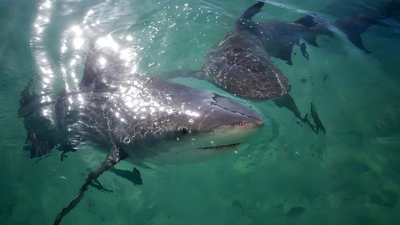 Backdrop image for movie Jungle Shark