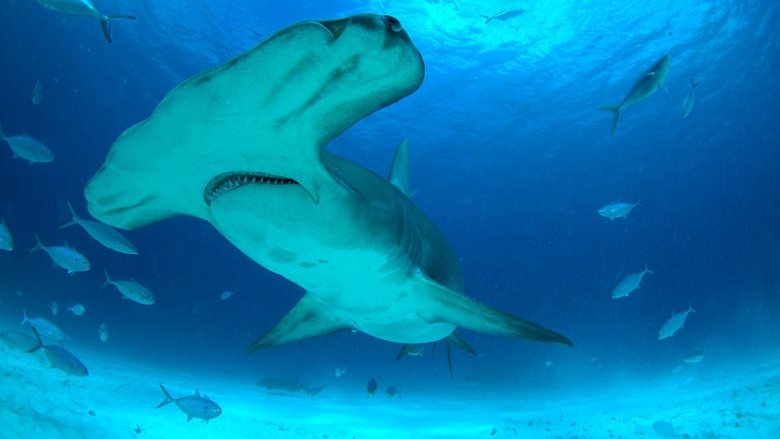 Backdrop image for movie Mega Hammerhead