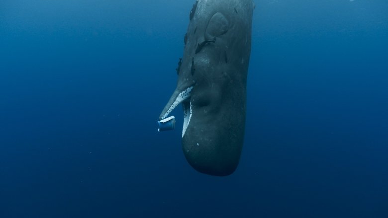 Backdrop image for movie Whale Nation