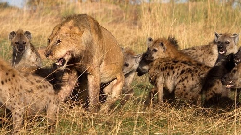 Backdrop image for movie Eternal Enemies: Lions and Hyenas