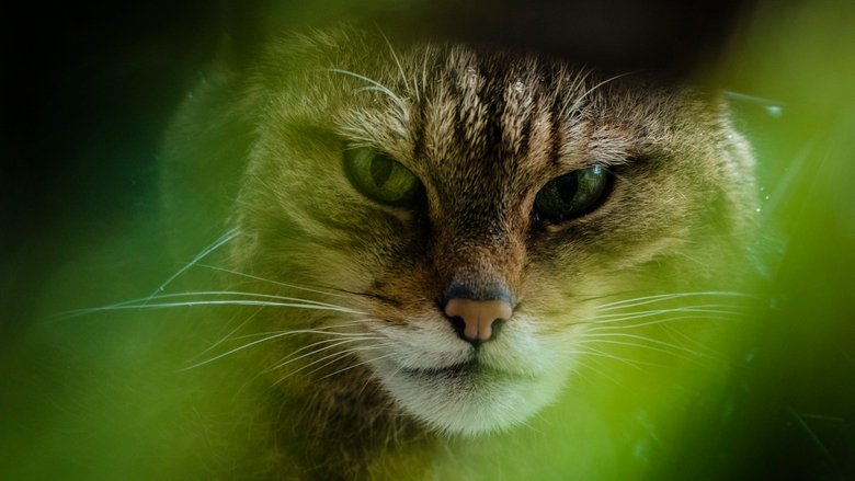 Backdrop image for movie The Tigers of Scotland