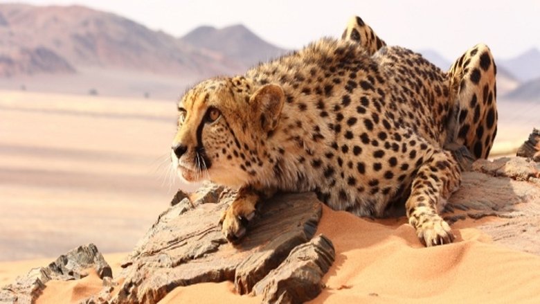 Backdrop image for movie The Odyssey Of Felines