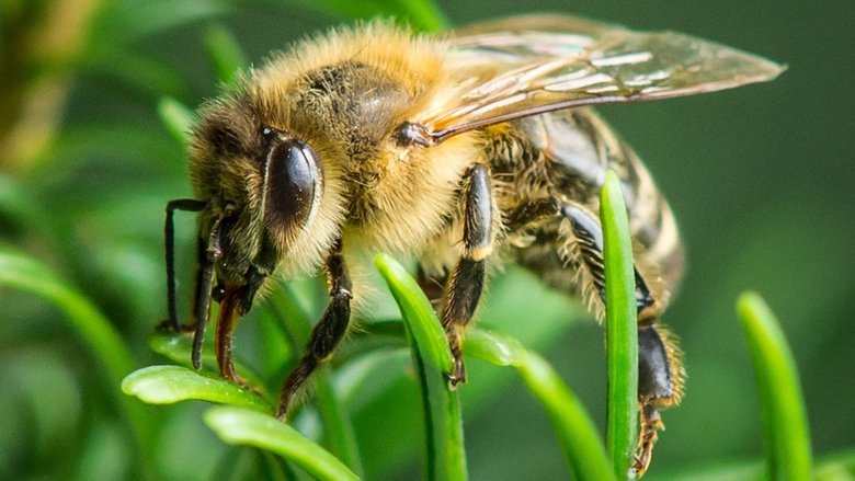 Backdrop image for movie Im Wald der wilden Bienen