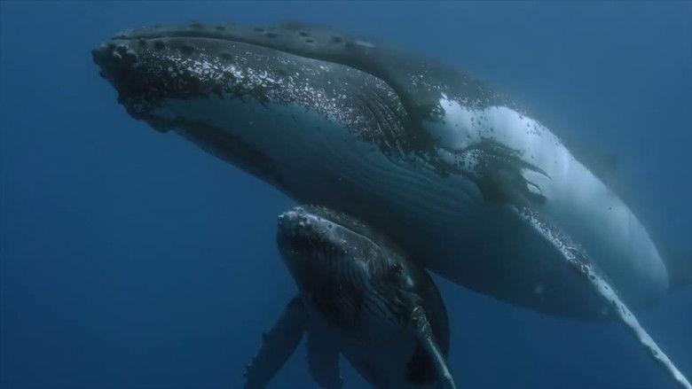 Backdrop image for movie Des baleines, des tortues et des hommes