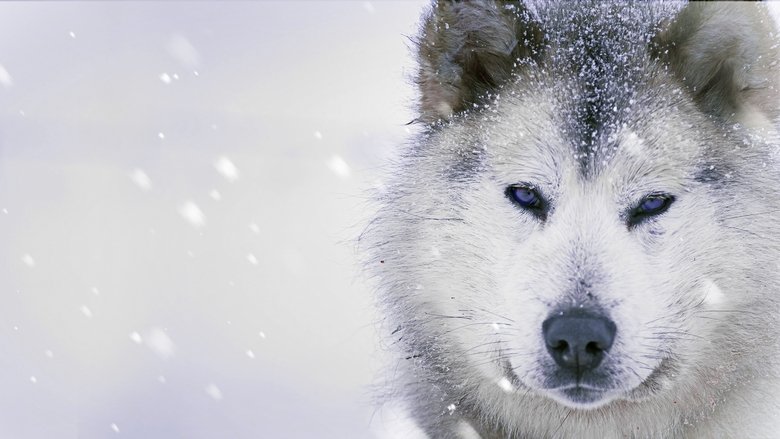 Backdrop image for movie Ice Dogs: The Only Companions Worth Having